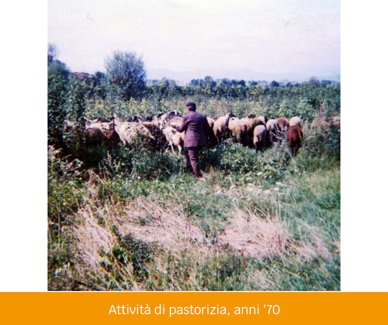 Pieragnoli - Attività di pastorizia, anni 70